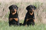 ROTTWEILER 479